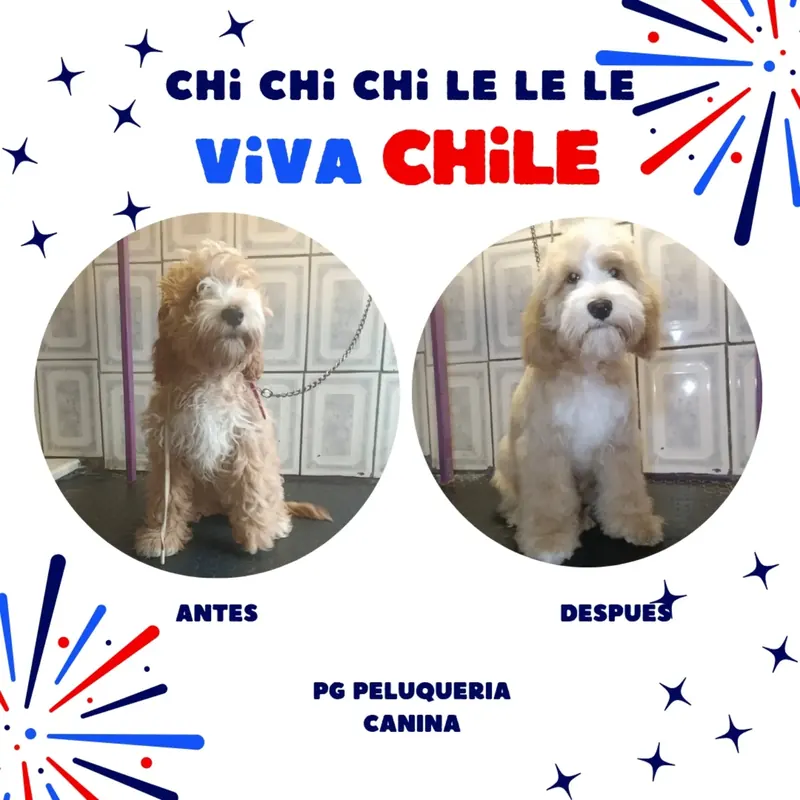 Antes y después de un perrito café en Fiestas Patrias