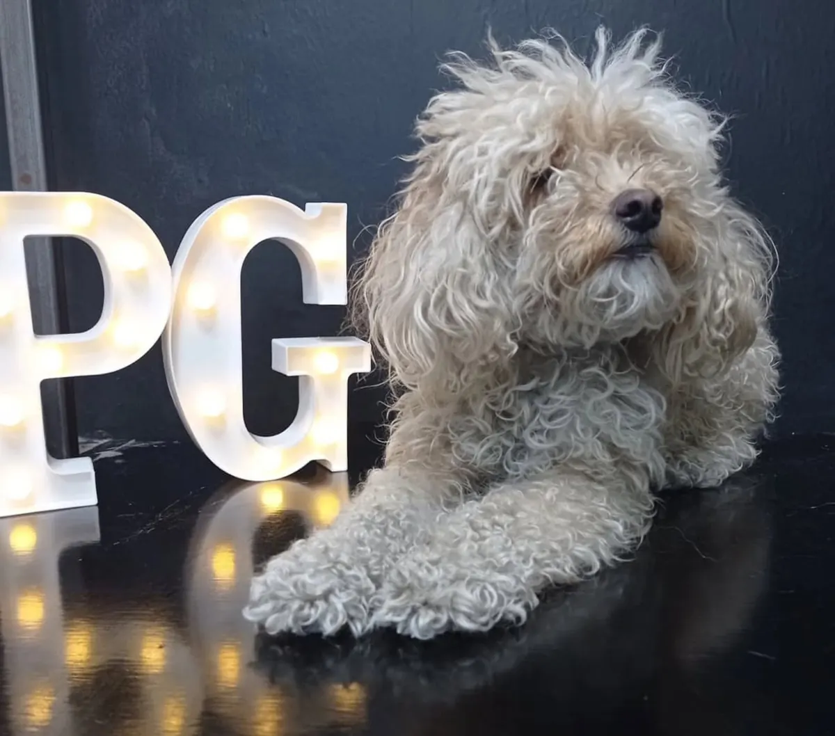 Perrito junto a las letras luminosas PG