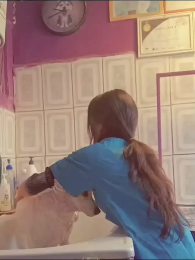 La peluquera bañando a un perrito