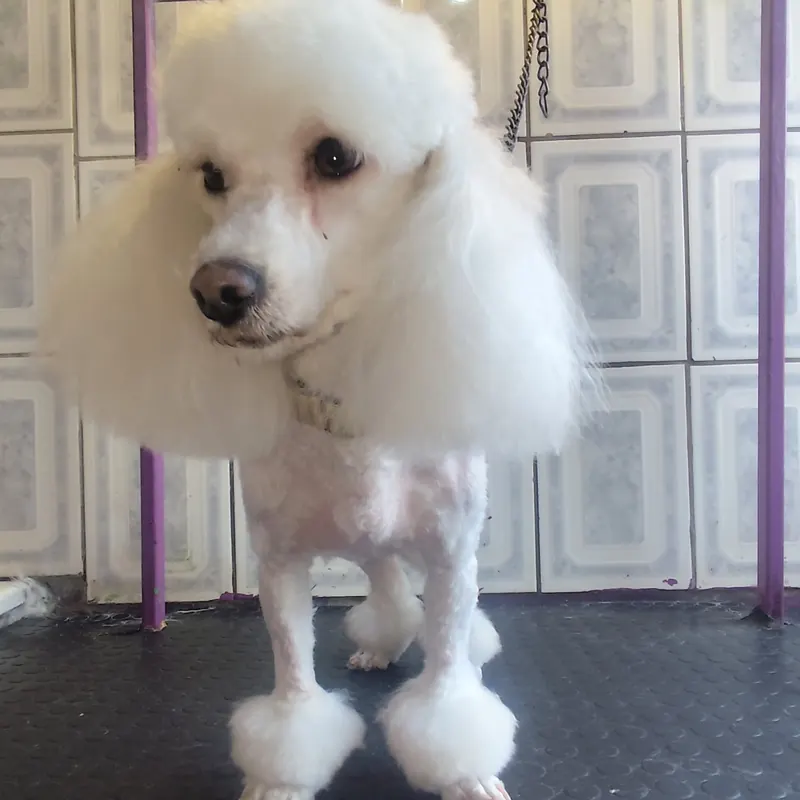 Poodle blanco con corte de pompones