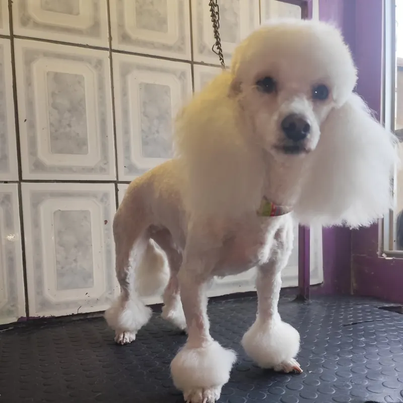 Poodle con corte clásico