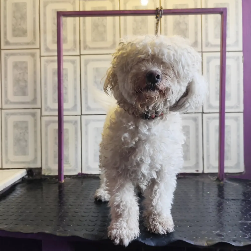 Poodle antes del corte, con el pelo largo y enredado