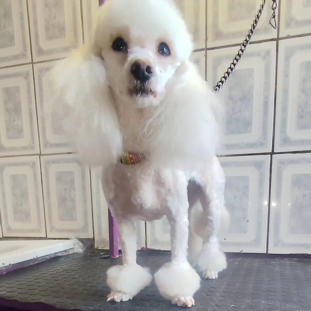El mismo poodle después del corte, con pompones y cara despejada