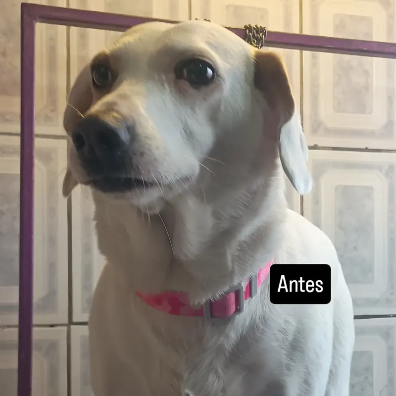 Perrita antes del baño