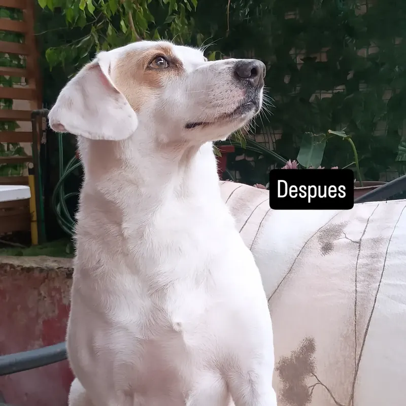 La perrita después, limpia y feliz