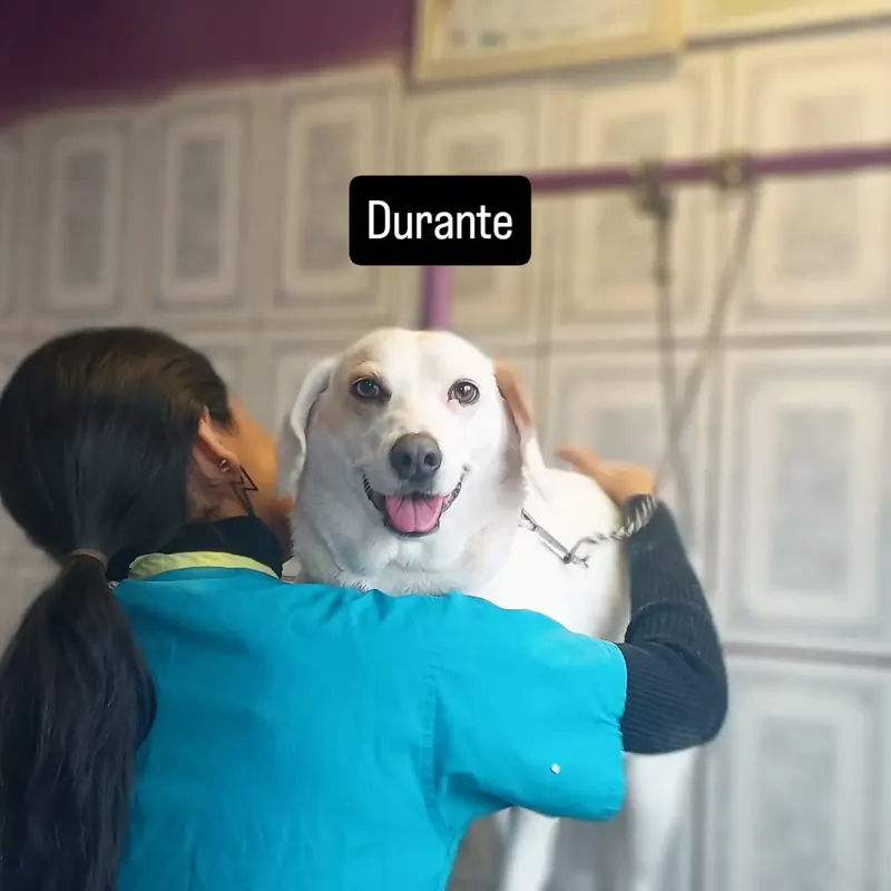 La peluquera bañando a la perrita