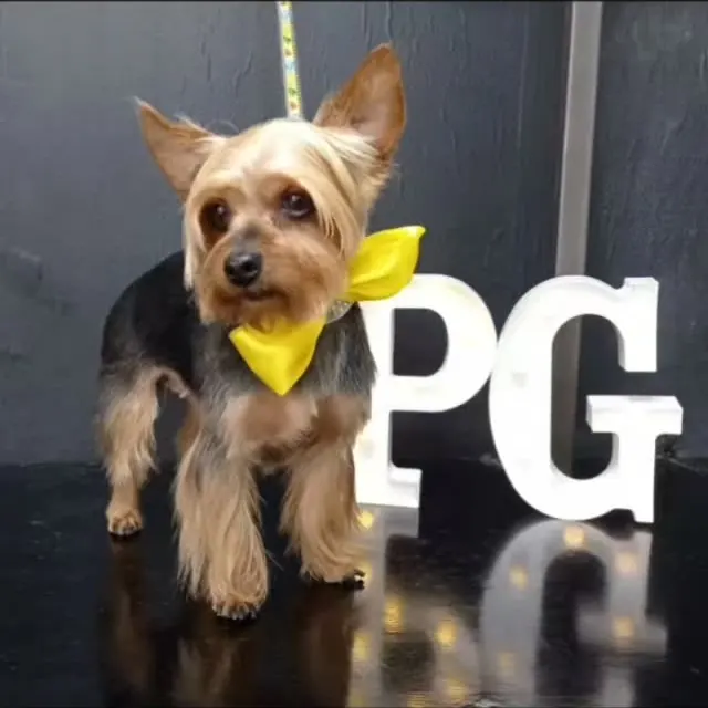 Yorkshire con pañuelo amarillo junto a las letras PG